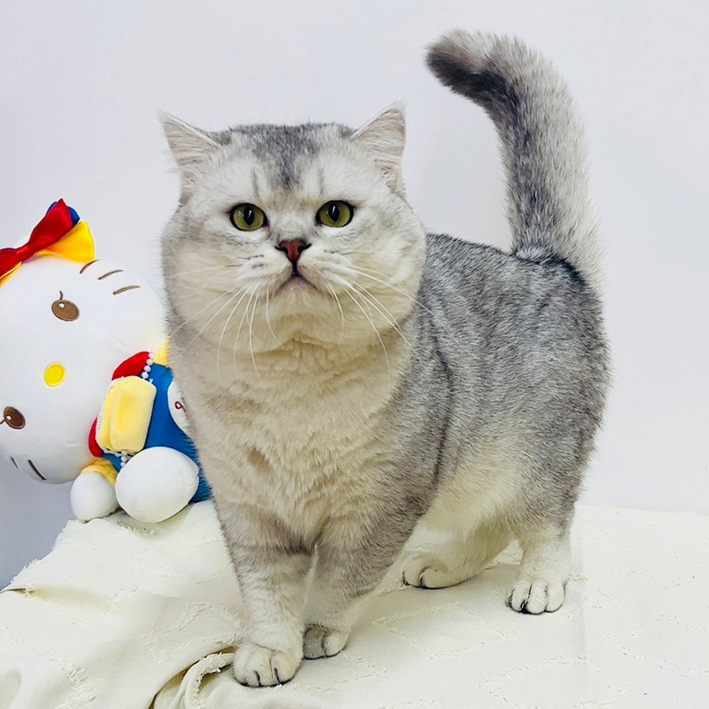 Silver British Shorthair - 10 months old (Breeding quality male cat)