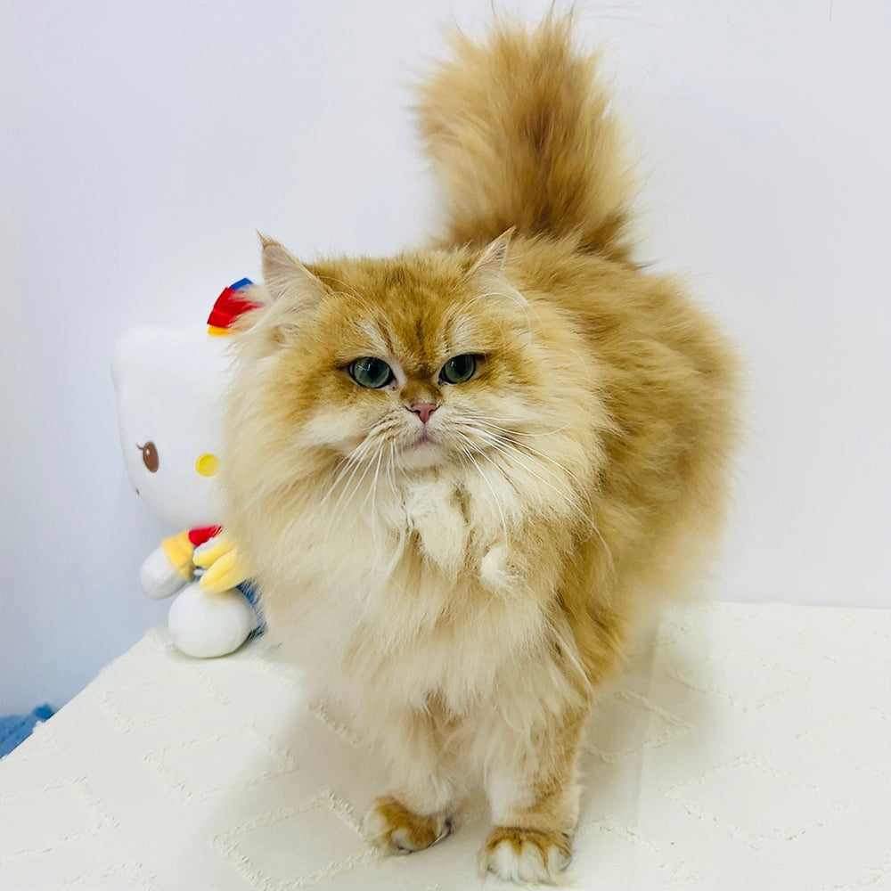 Golden British Longhair - 7 months old (Breeding quality female cat)