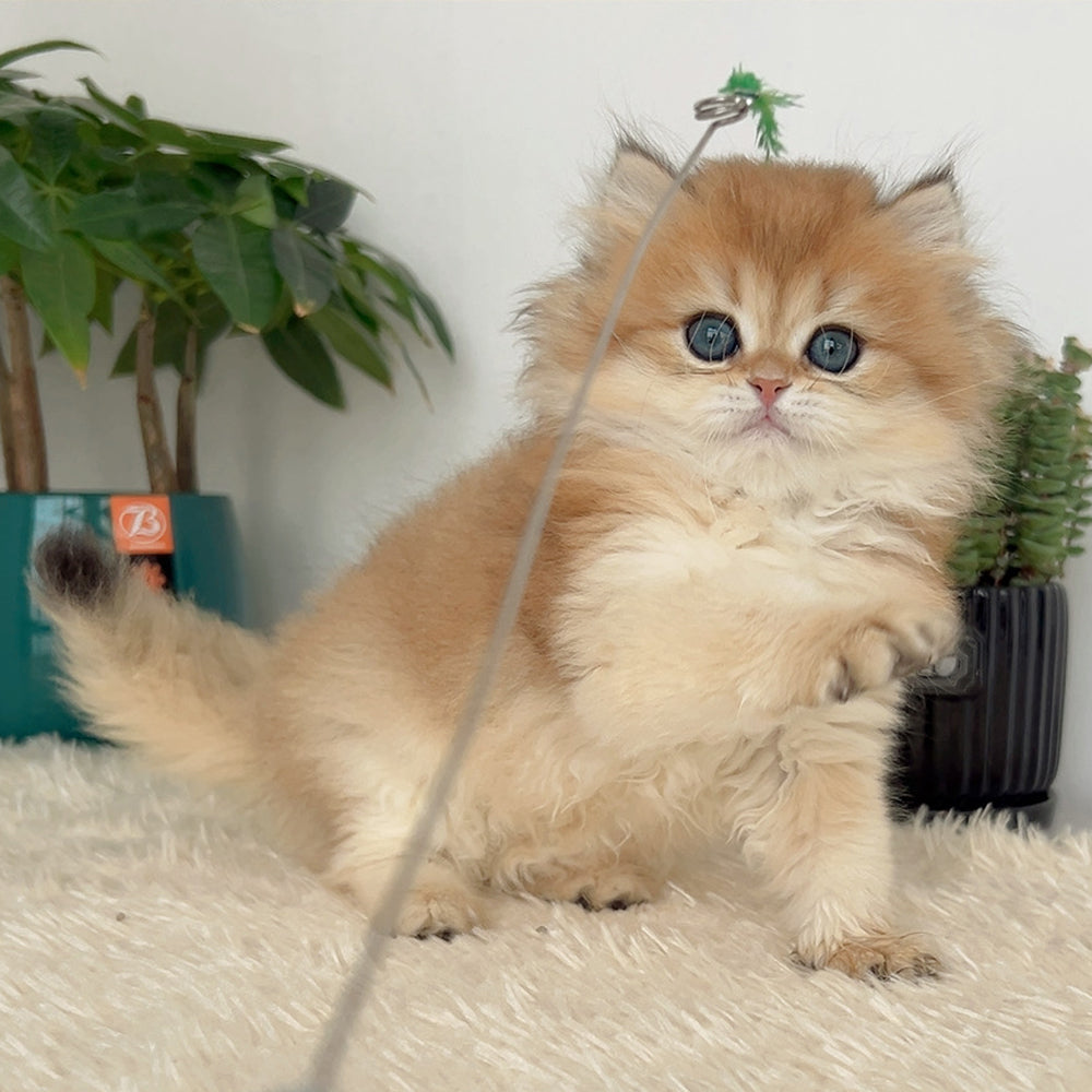 Golden British Longhair - 3 months old (Breeding quality male cat)