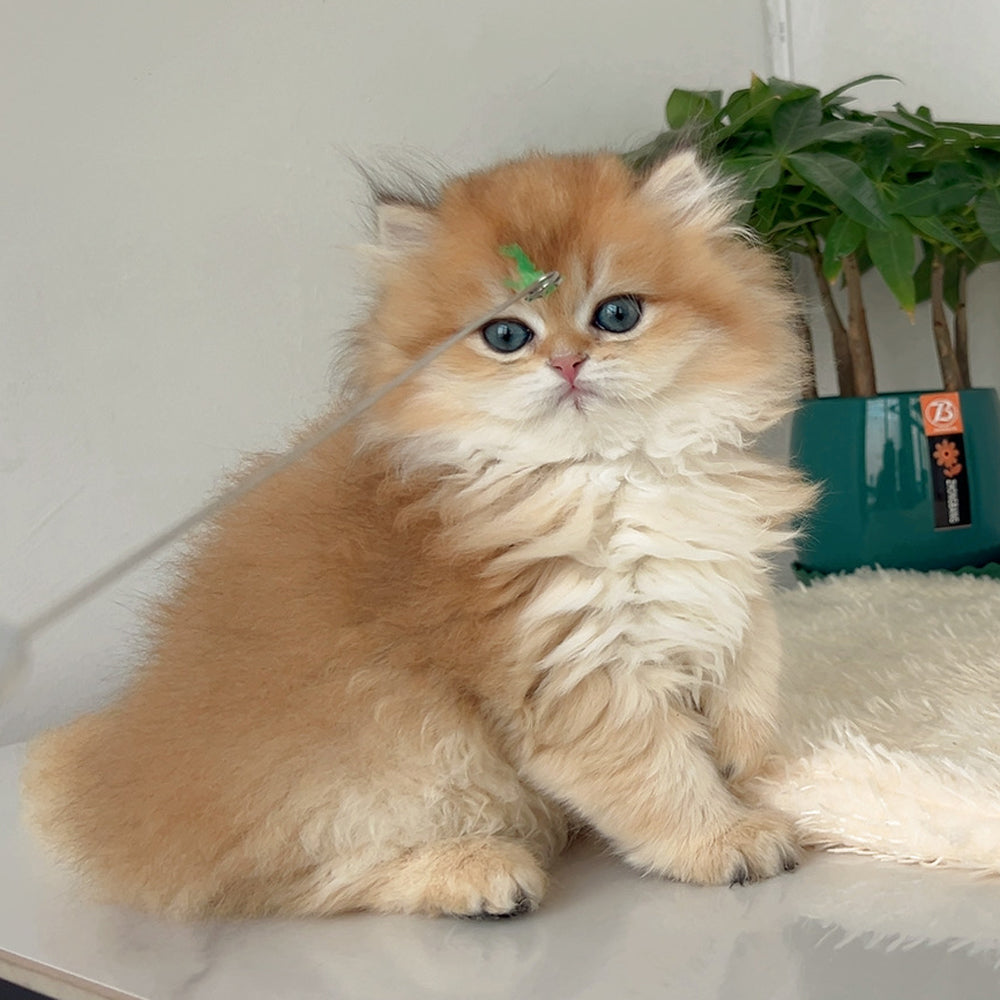 Golden British Longhair - 3 months old (Breeding quality male cat)