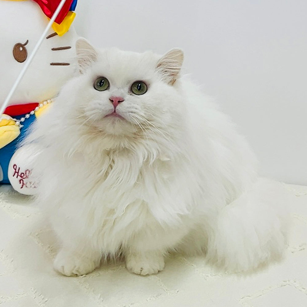 Pure White Napoleon - 6 months old (Breeding quality male cat)