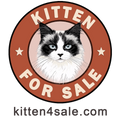 Kitten for Sale